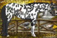 Horse Color:Black Near Leopard 