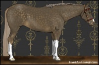 Horse Color:Chocolate Palomino 