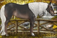 Horse Color:Liver Chestnut Mushroom 