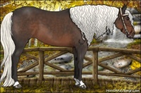 Horse Color:Liver Chestnut 