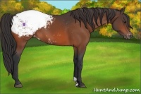 Horse Color:Bay Snowcap 