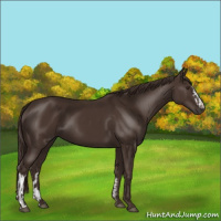 Horse Color:Liver Chestnut  and Liver Chestnut 