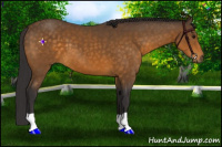 Horse Color:Buckskin 