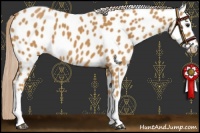 Horse Color:Palomino Near Leopard