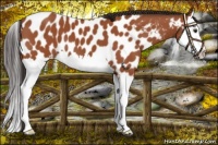 Horse Color:Bay Sabino Splash Appaloosa