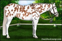 Horse Color:Silver Bay Splash Appaloosa 