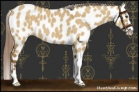 Horse Color:Chocolate Palomino Dun Sabino Leopard 