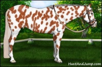 Horse Color:Silver Bay Sabino Leopard