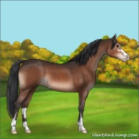 Horse Color:Brown Mushroom Sabino 