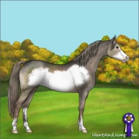 Horse Color:Liver Red Dun Mushroom Sabino Frame