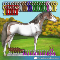 Horse Color:Liver Chestnut Mushroom Sabino Frame