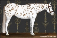 Horse Color:Chocolate Palomino Splash Near Leopard 