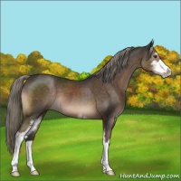 Horse Color:Liver Chestnut Mushroom Sabino 
