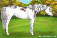 Horse Color:Liver Chestnut Mushroom Sabino Frame 
