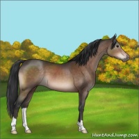 Horse Color:Bay Mushroom 