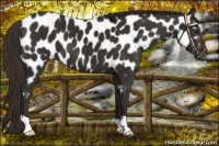 Horse Color:Liver Chestnut Near Leopard 