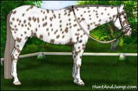 Horse Color:Chocolate Palomino Appaloosa