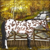 Horse Color:Bay Appaloosa Rabicano 