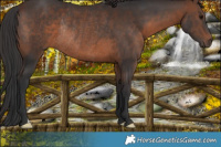 Horse Color:Brown Rabicano 
