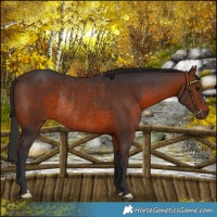 Horse Color:Brown Rabicano 