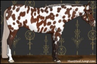Horse Color:Silver Bay Appaloosa 