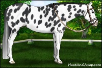 Horse Color:Black Splash Appaloosa 
