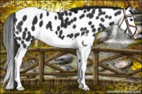 Horse Color:Black Splash Near Leopard 