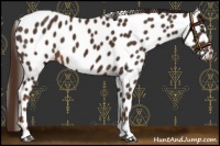 Horse Color:Liver Chestnut Appaloosa 