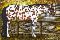 Horse Color:Bay Appaloosa