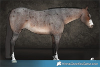 Horse Color:Brown Roan
