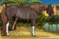 Horse Color:Liver Chestnut Rabicano 