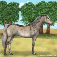 Horse Color:Silver Brown Dun 