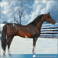 Horse Color:Brown Tobiano 