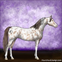 Horse Color:Amber Champagne Sabino Tobiano Appaloosa  and Amber Champagne Sabino Tobiano Appaloosa 