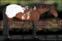 Horse Color:Bay Snowcap 