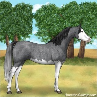 Horse Color:Blue Roan Splash 