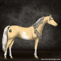 Horse Color:White Spotted Palomino 