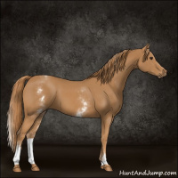 Horse Color:White Spotted Chestnut 