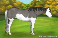 Horse Color:Unknown 