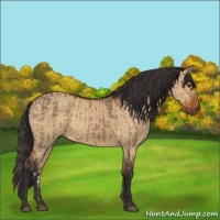 Horse Color:Brown Dun  and Buckskin Dun 