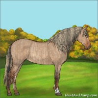 Horse Color:Bay Dun  and Red Dun 