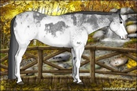 Horse Color:White Spotted Blue Roan Rabicano  and White Spotted Blue Roan Rabicano 