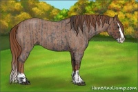 Horse Color:Blue Roan Sabino Splash  and Red Roan Sabino Splash 
