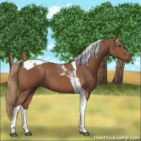 Horse Color:Chestnut Tobiano 