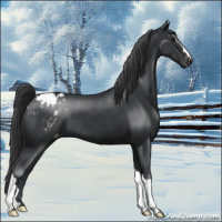 Horse Color:Black Appaloosa 