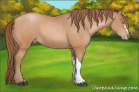 Horse Color:Bay Pearl 