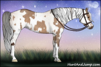 Horse Color:Liver Red Dun Roan and Gray Bay Roan Dun