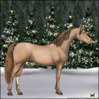 Horse Color:Bay Pearl 