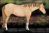 Horse Color:Bay Pearl 