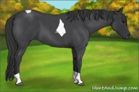 Horse Color:Blue Roan Tobiano 